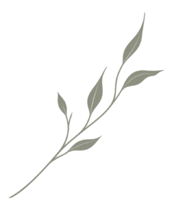 Angelica natal rama botanica