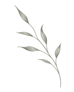 Angelica natal rama botanica